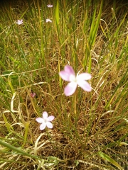 Dianthus strictus
