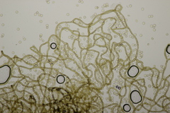 Arcyria obvelata