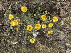 Erigeron chrysopsidis brevifolius