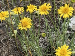 Erigeron chrysopsidis brevifolius