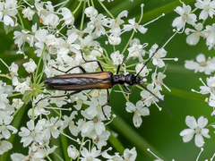 Oedemera pthysica