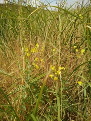 Verbascum heterophyllum