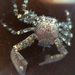 Chocolate Porcelain Crab - Photo (c) Robin Gwen Agarwal, some rights reserved (CC BY-NC), uploaded by Robin Gwen Agarwal