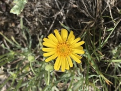 Erigeron chrysopsidis brevifolius