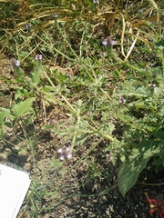 Verbena supina