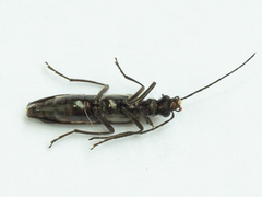 Oedemera pthysica