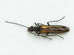 Oedemera pthysica