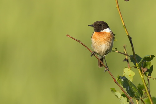 Siberian Stonechat (Saxicola maurus), photo 7