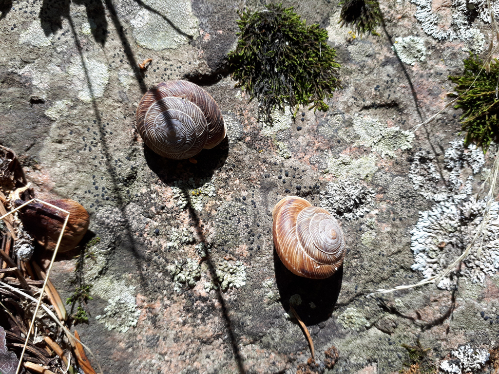 Fruticicola plectotropis