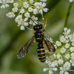 Cerceris atramontensis