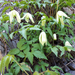 Clematis sibirica - Photo (c) Thomas Calame, some rights reserved (CC BY-NC), uploaded by Thomas Calame