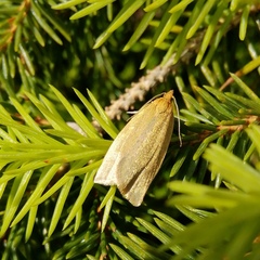 Aphelia viburnana
