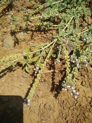 Verbena supina