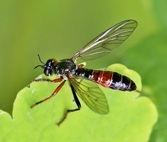 Dioctria meyeri