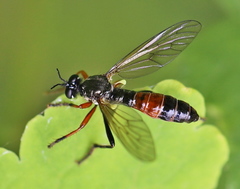 Dioctria meyeri
