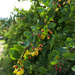 Berberis sphaerocarpa - Photo (c) Thomas Calame, some rights reserved (CC BY-NC), uploaded by Thomas Calame