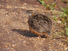 Coturnix delegorguei