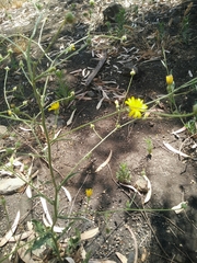 Picris rhagadioloides