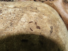 Ponera pennsylvanica