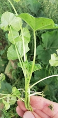 Malva pusilla