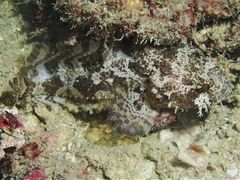 Batrachomoeus trispinosus