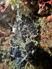 Abantennarius nummifer