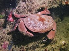 Atergatis integerrimus