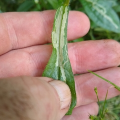 Phytomyza albiceps group