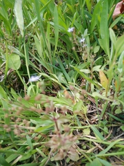 Veronica anagalloides