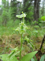 Neottia borealis