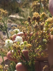 Selago myriophylla