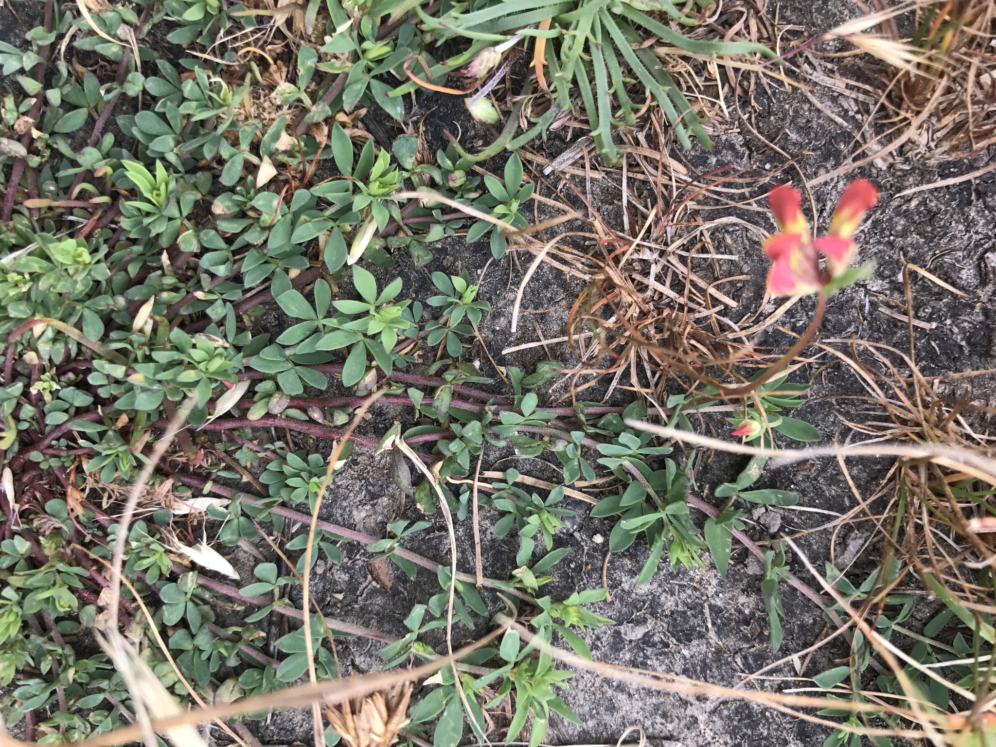 Acmispon junceus var. biolettii