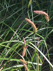 Carex barbarae