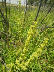 Verbascum heterophyllum