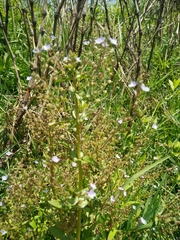 Veronica anagalloides