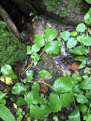 Fragaria × ananassa