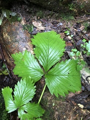 Fragaria × ananassa