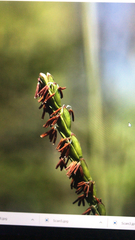 Tripsacum dactyloides