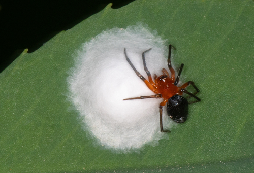 Peatland Sheetweb Weaver