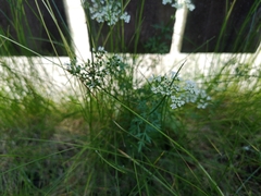 Conopodium majus