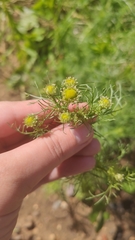 Tripleurospermum inodorum