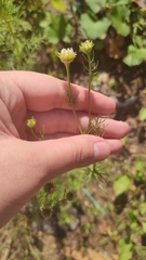 Tripleurospermum inodorum