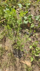 Tripleurospermum inodorum