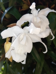 Coelogyne cristata