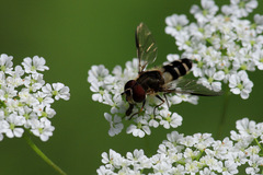 Leucozona laternaria