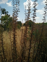 Scrophularia rubricaulis