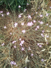 Dianthus strictus