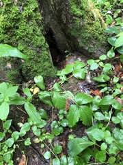 Fragaria × ananassa