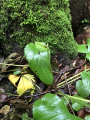 Fragaria × ananassa