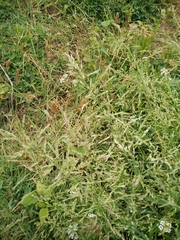 Poa trivialis